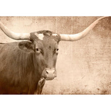 Load image into Gallery viewer, Texas Longhorn
